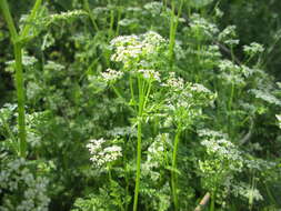 Imagem de Anthriscus sylvestris (L.) Hoffm.