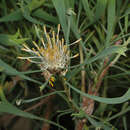 Imagem de Isopogon tridens (Meissn.) F. Müll.