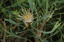 Imagem de Isopogon tridens (Meissn.) F. Müll.