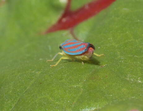 Image of Red-banded Leafhopper