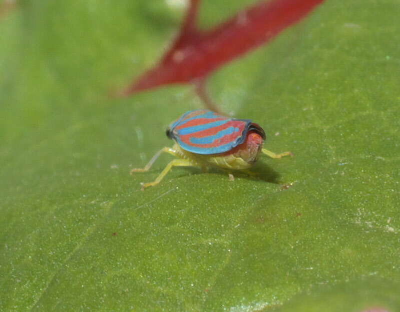 Graphocephala coccinea (Forster & J. R. 1771)的圖片