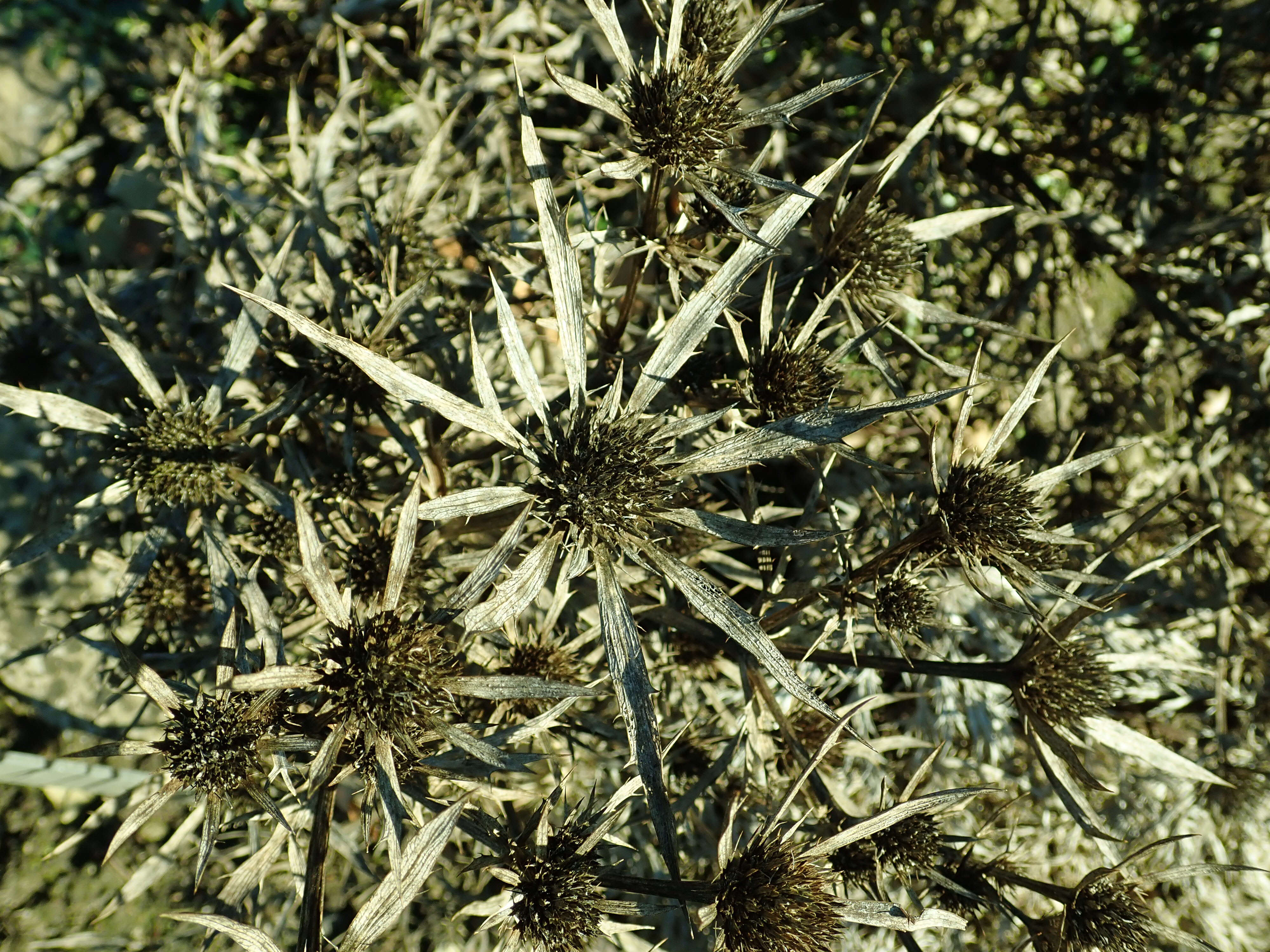 Image of amethyst eryngo