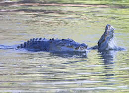 Image of Estuarine Crocodile