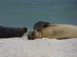 Image of Hawaiian Monk Seal