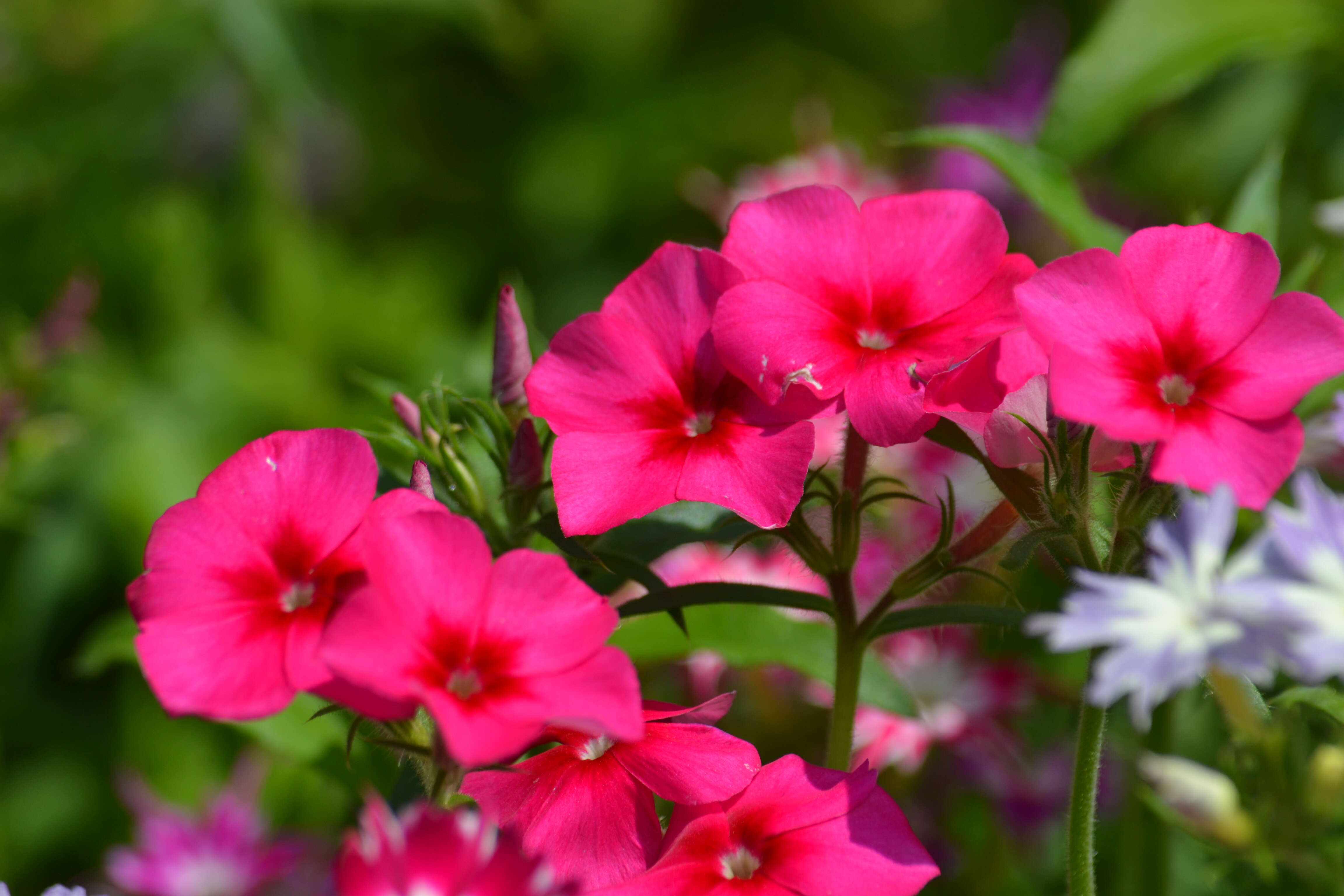 Image of annual phlox