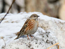 Image of Altai Accentor