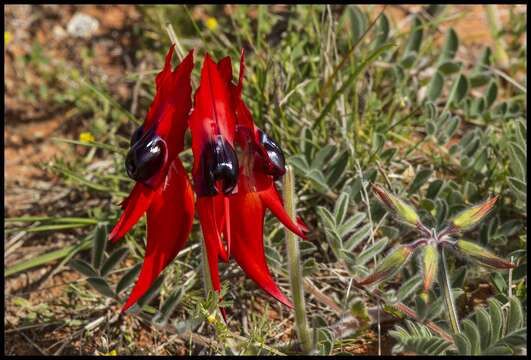 Plancia ëd Swainsona formosa (G. Don) J. Thompson