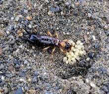 Image of earwigs