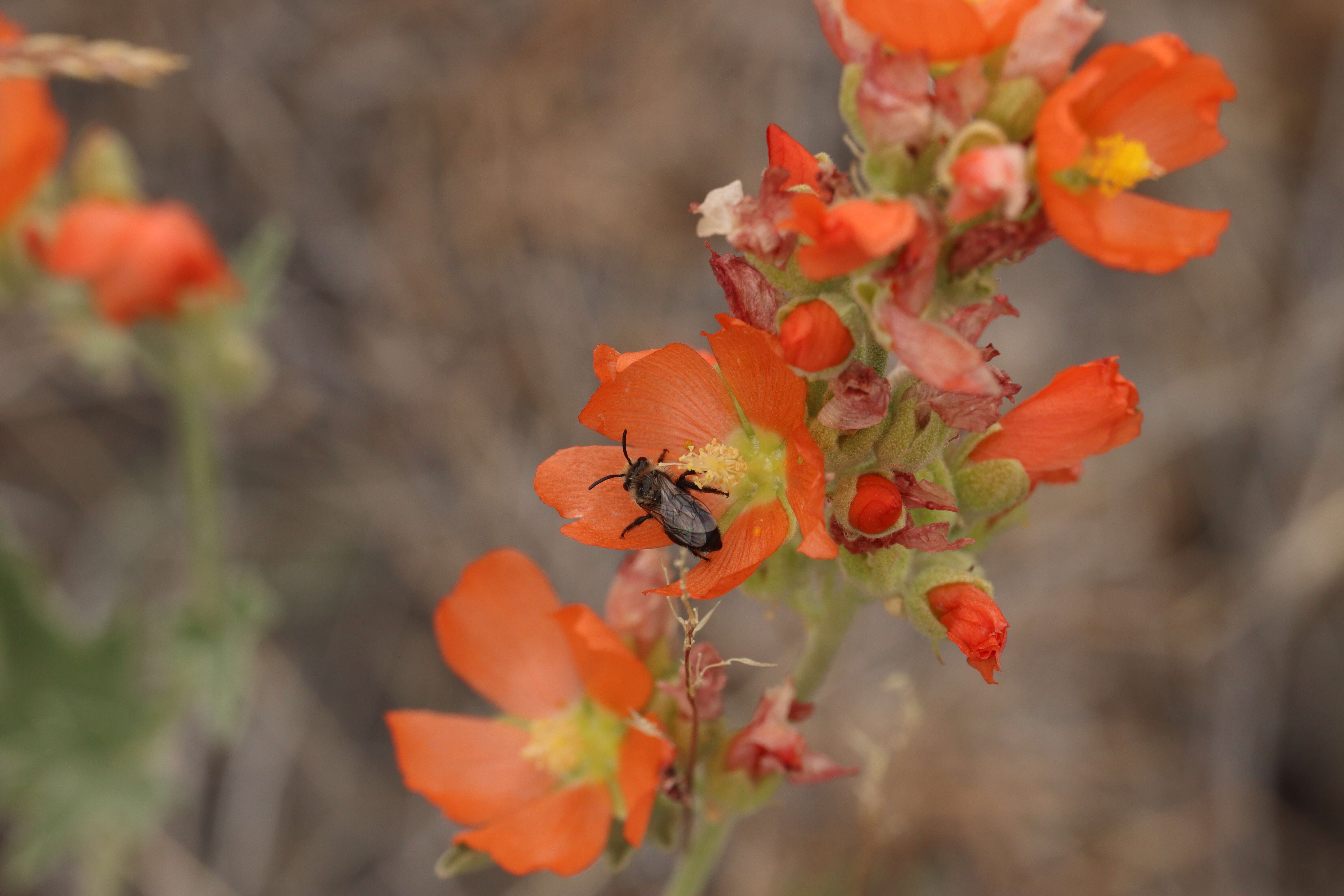 Image of Munro's globemallow