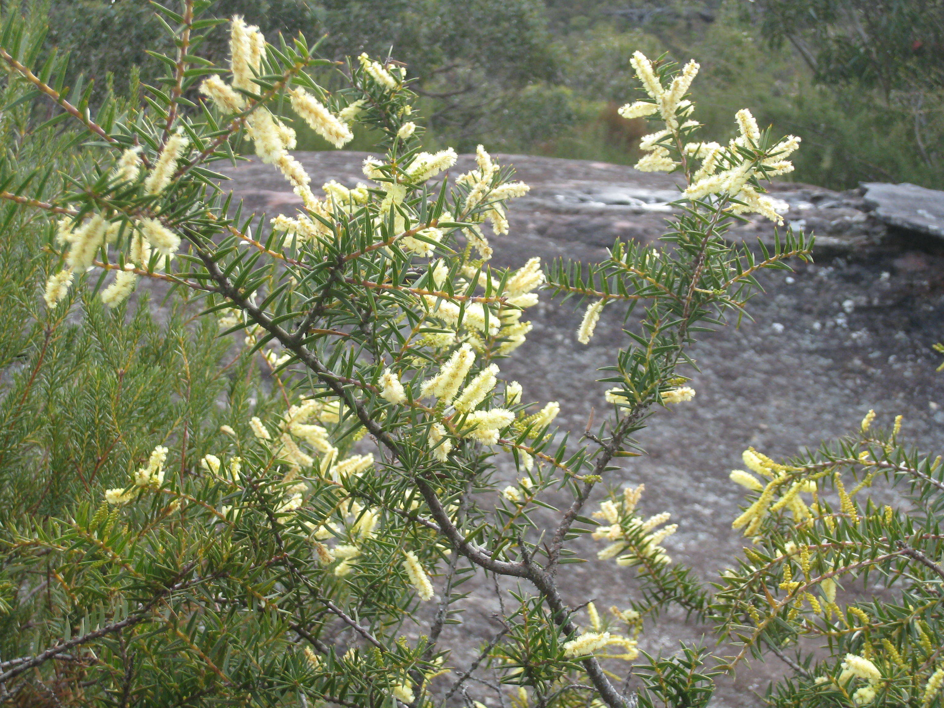 Acacia oxycedrus Sieber ex DC.的圖片