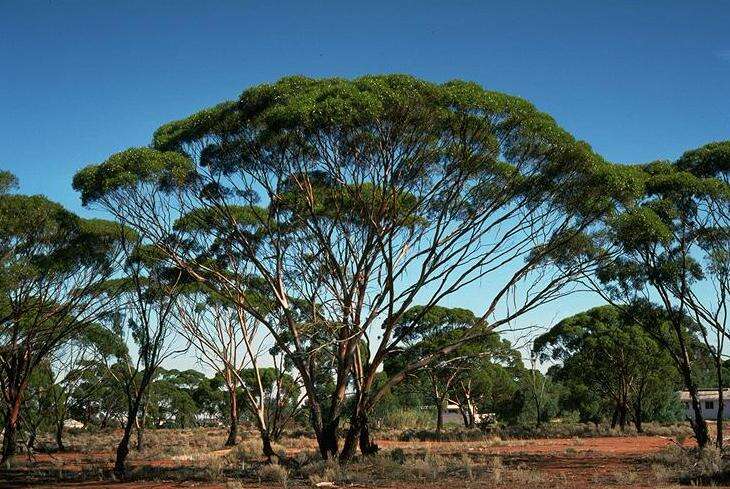 Image of Eucalyptus myriadena M. I. H. Brooker