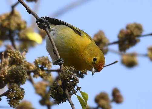 Image of Cephalopyrus Bonaparte 1854