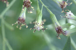 Image of Parasenecio hastatus (L.) H. Koyama