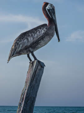 Image of Pelecanus occidentalis carolinensis Gmelin & JF 1789