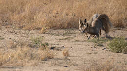 Image of white-footed fox