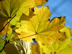 Image of Norway Maple