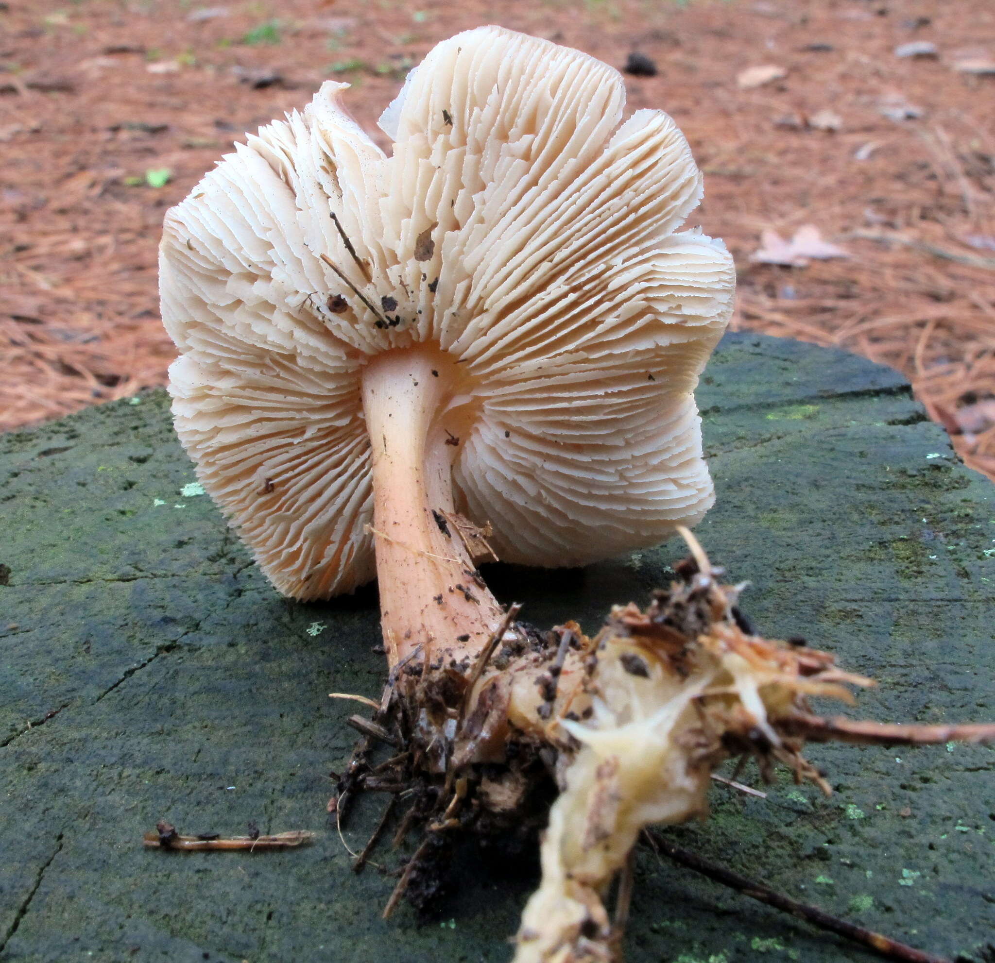 Image of Rhodocollybia butyracea (Bull.) Lennox 1979