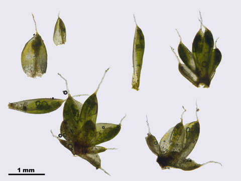 Image of ovate pterygoneurum moss