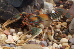 Image of Chattooga River Crayfish