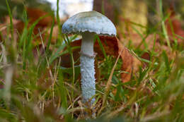 Plancia ëd Stropharia caerulea Kreisel 1979