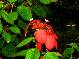 Image of red mussaenda