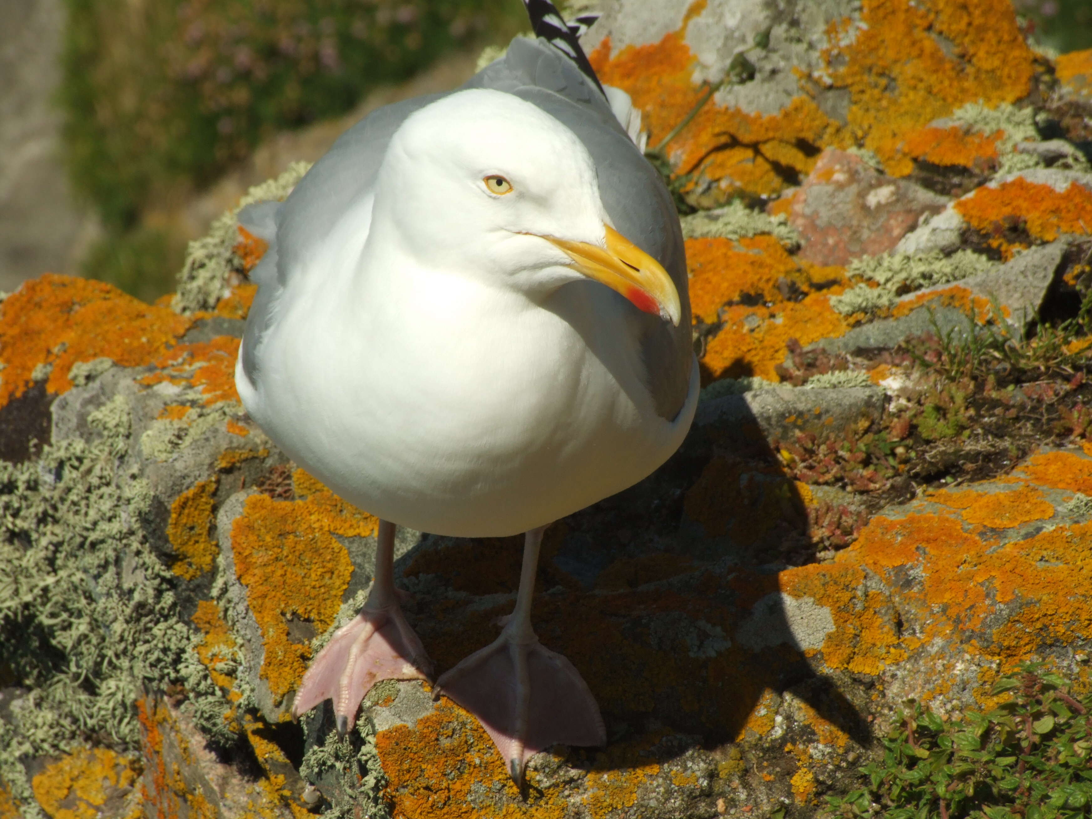 Image of European Herring Gull