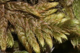 Image of rhytidium moss