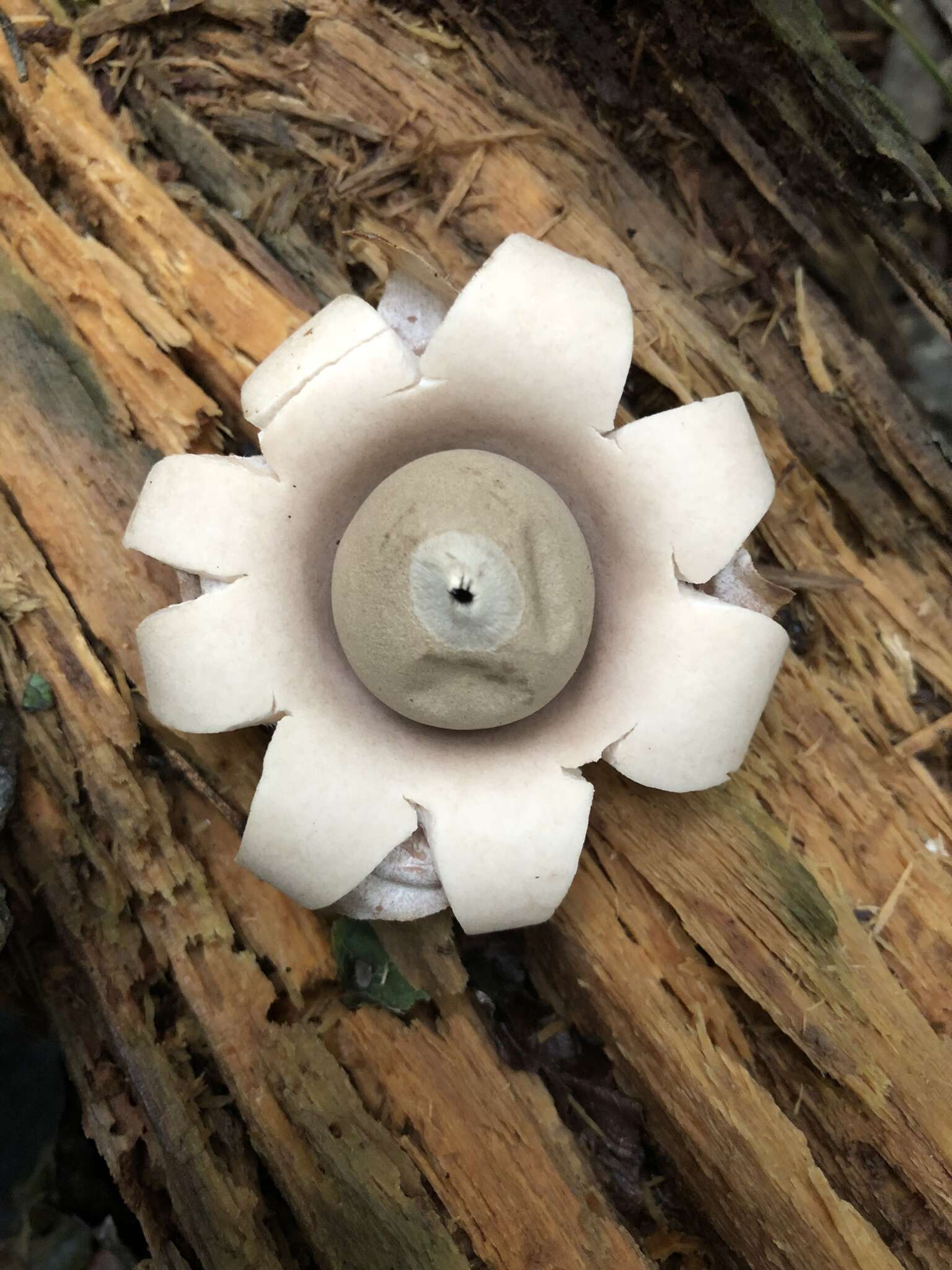 Image of Geastrum saccatum