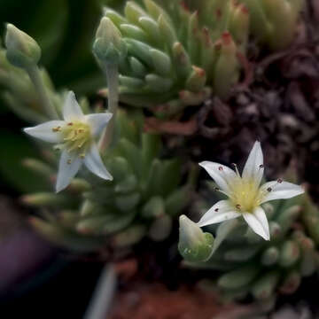 Imagem de Dudleya anomala (Davidson) Moran