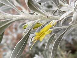 صورة Eremophila glabra (R. Br.) Ostenf.