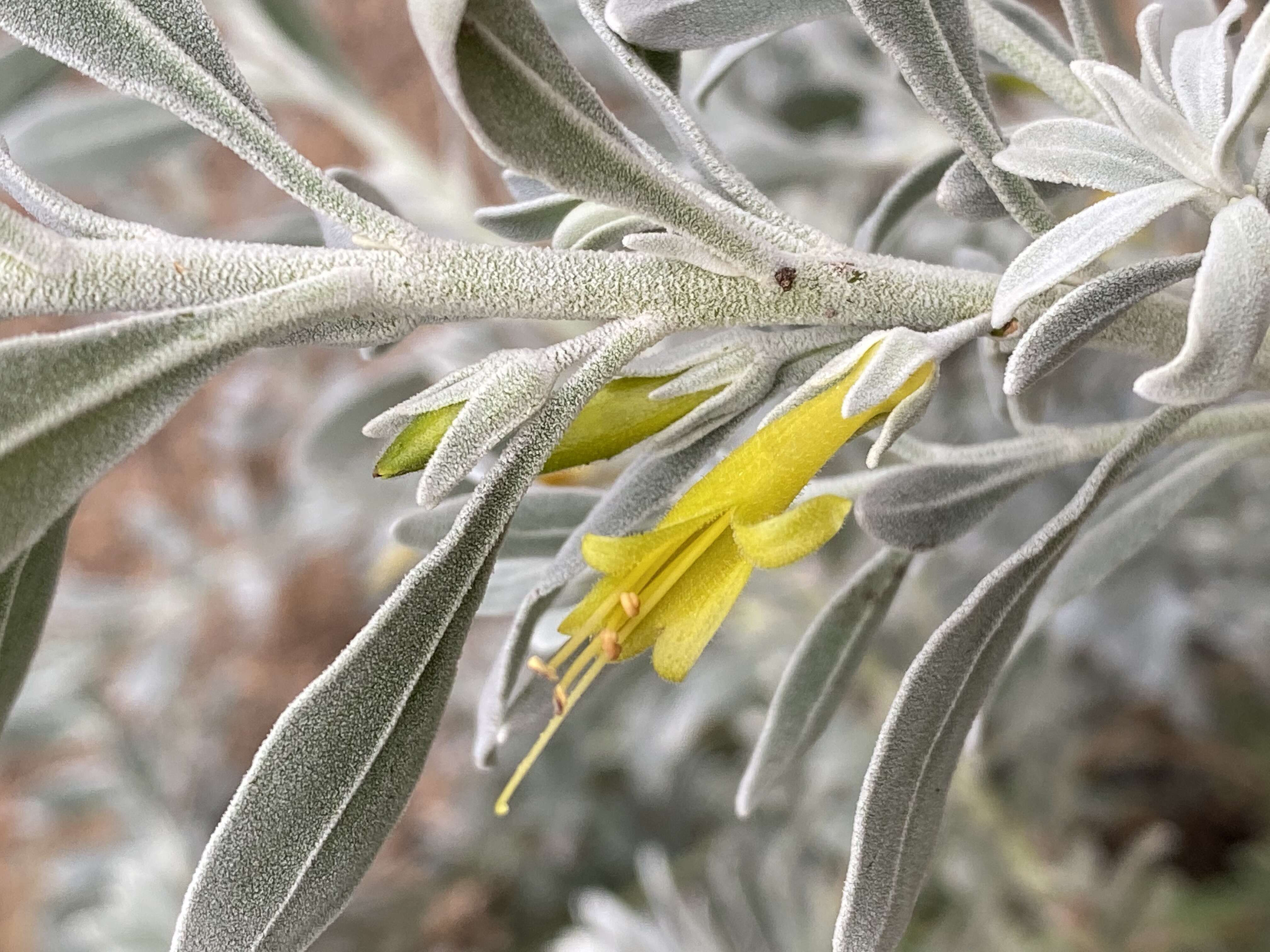 صورة Eremophila glabra (R. Br.) Ostenf.