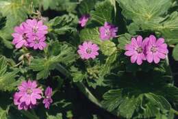 Image of hedgerow geranium