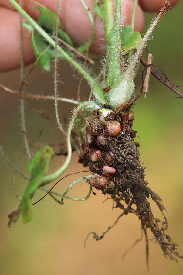 Plancia ëd Saxifraga granulata L.