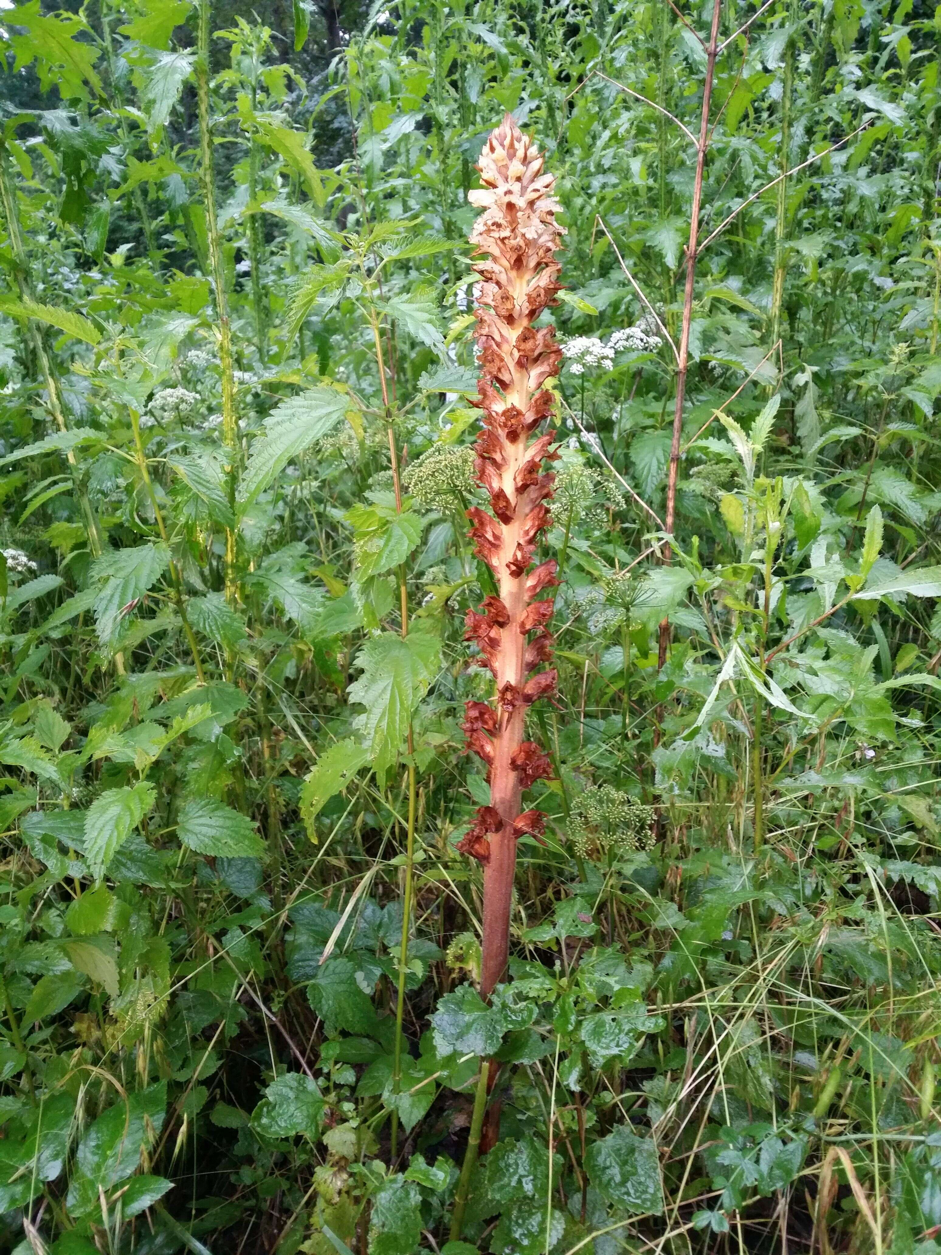 Imagem de Orobanche reticulata Wallr.