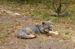 Image de Renard gris insulaire