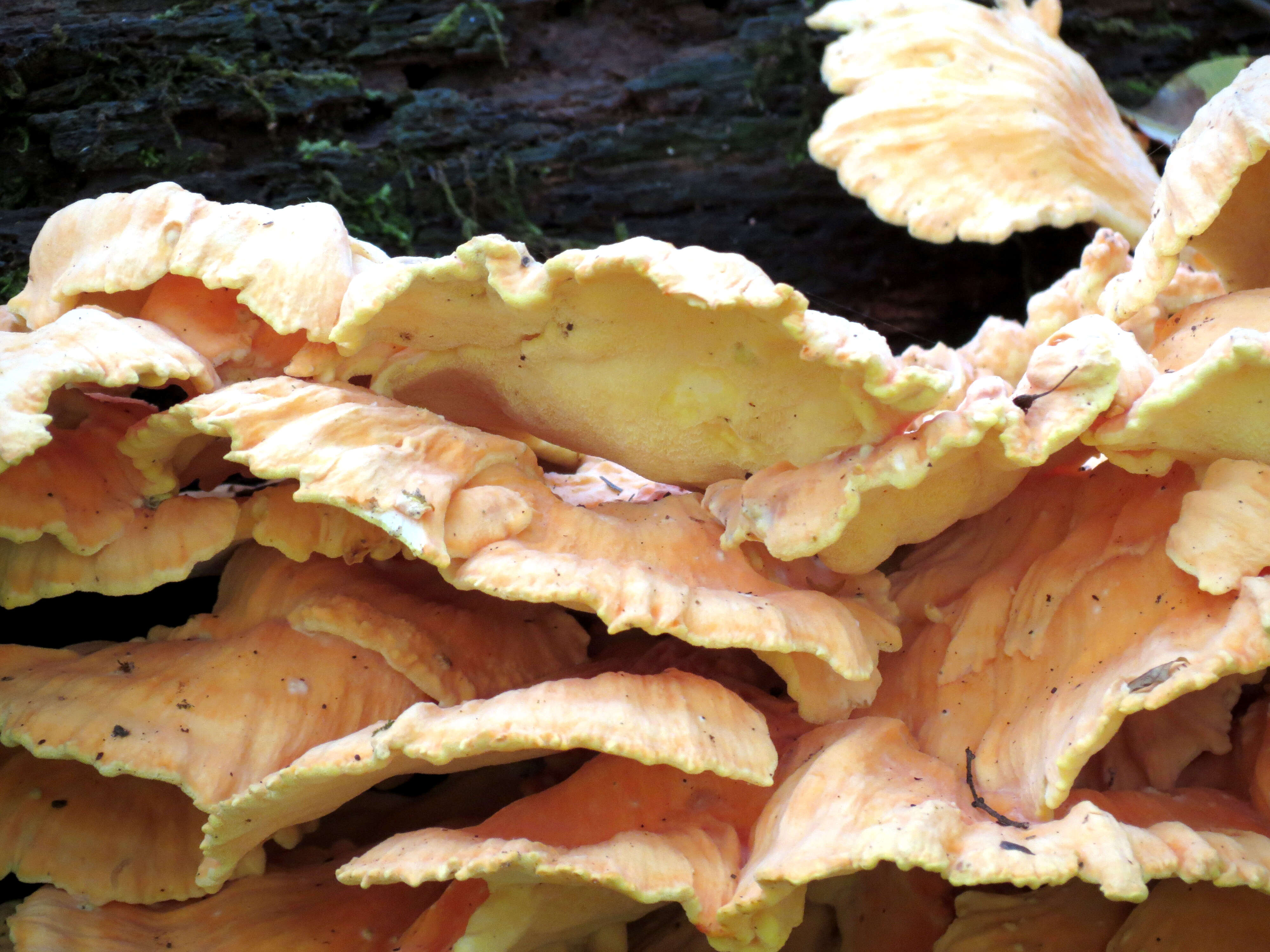 Image of Laetiporus