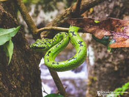 Слика од Trimeresurus albolabris Gray 1842