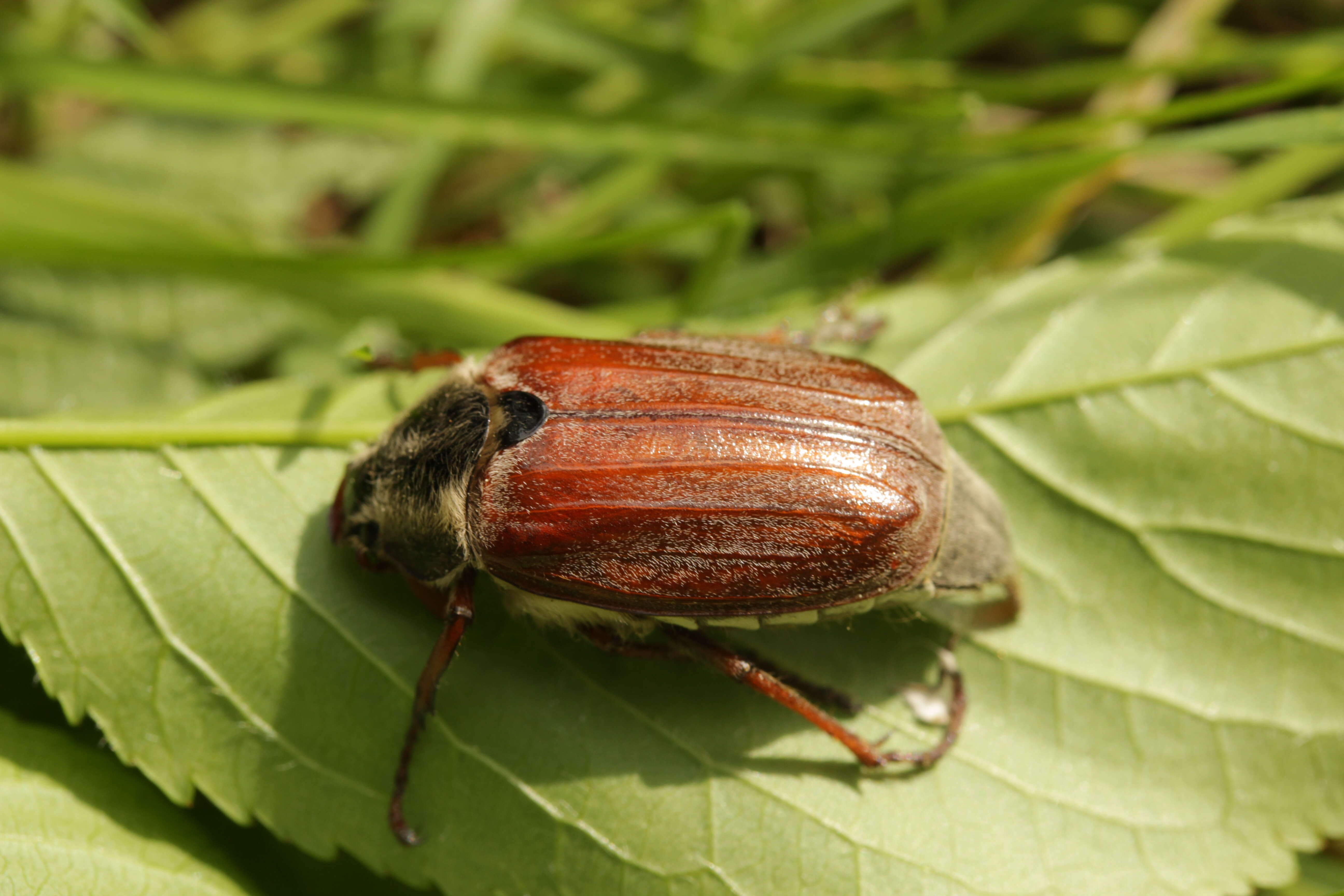 Image of Common cockchafer