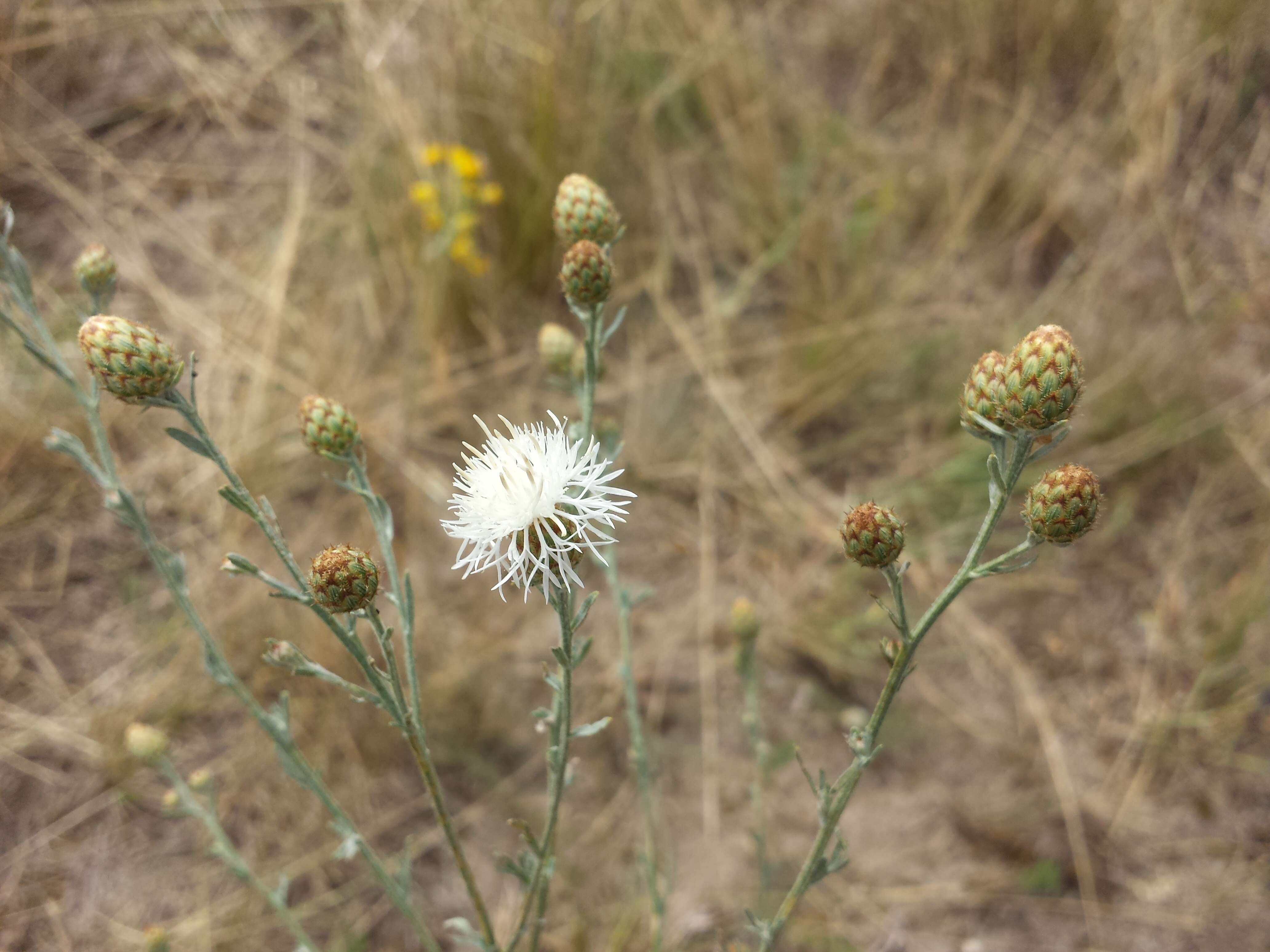 Image of spotted knapweed