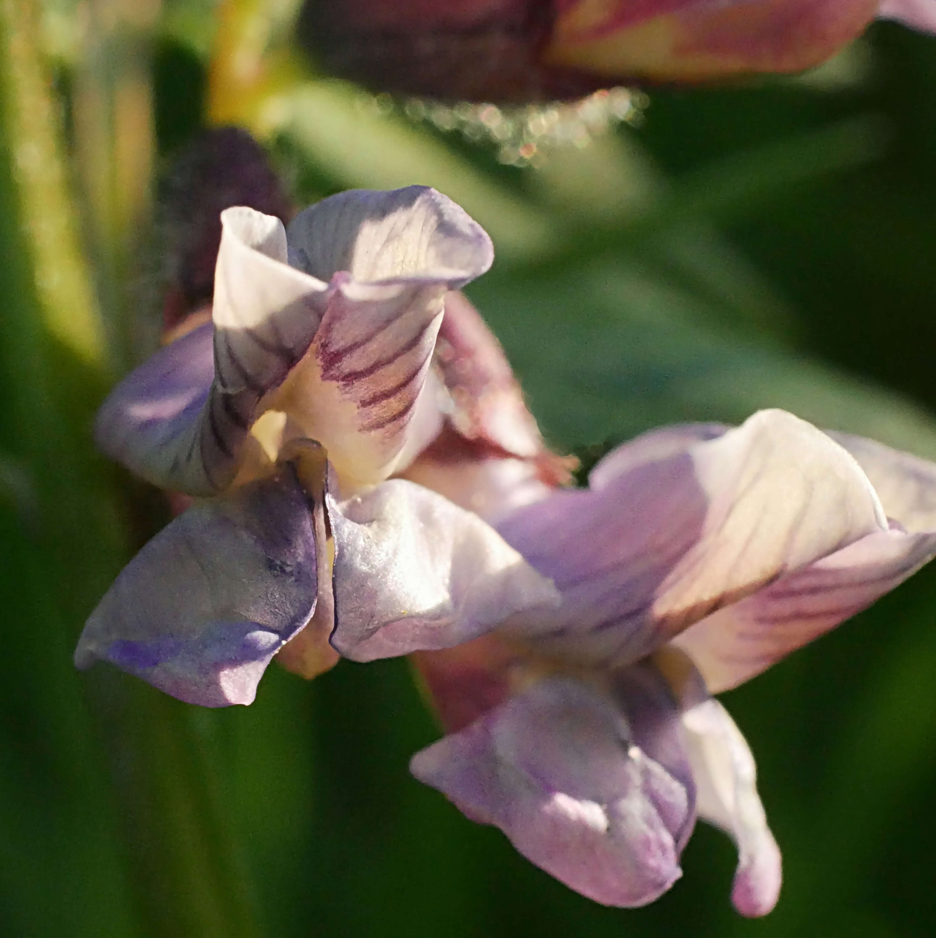 Image of bush vetch