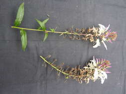 Lobelia nicotianifolia Roth resmi