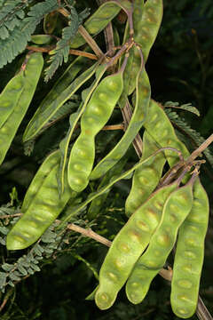 Image of plume albizia