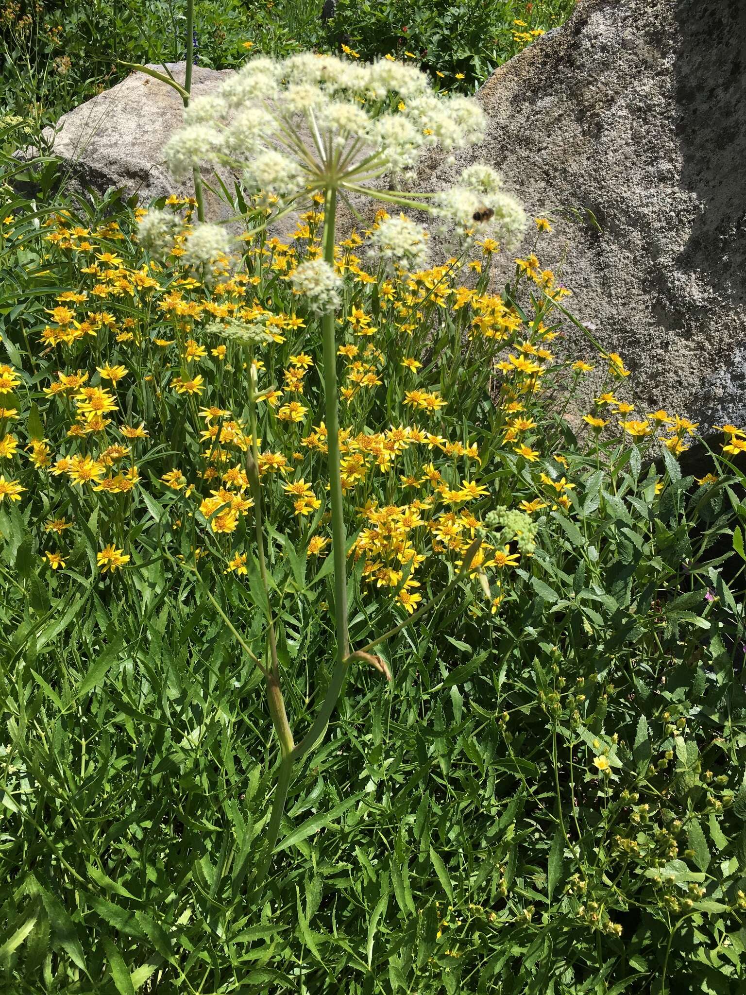 Image of Brewer's angelica