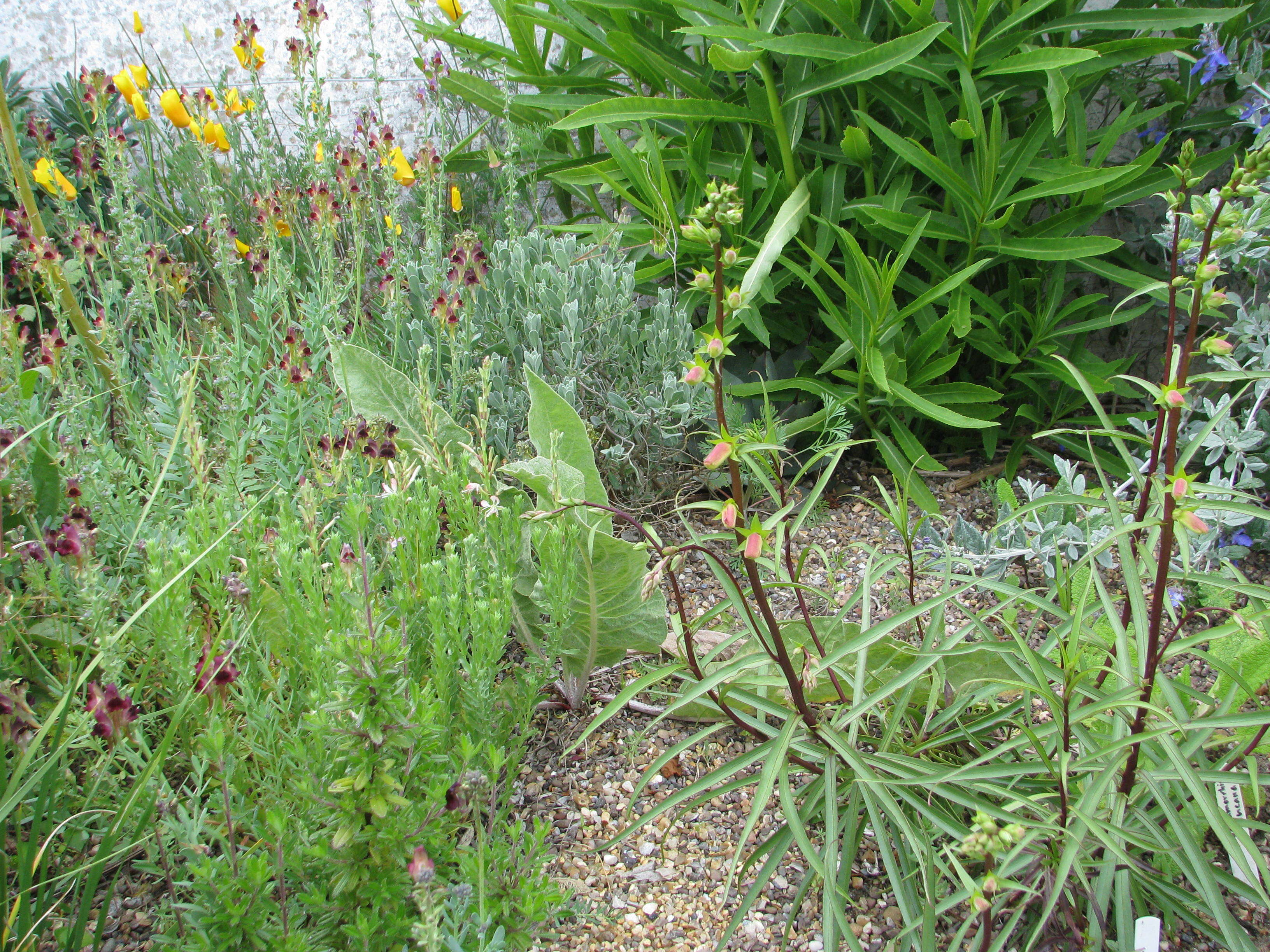 Imagem de Digitalis obscura L.