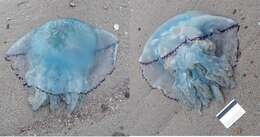 Image of barrel jellyfish