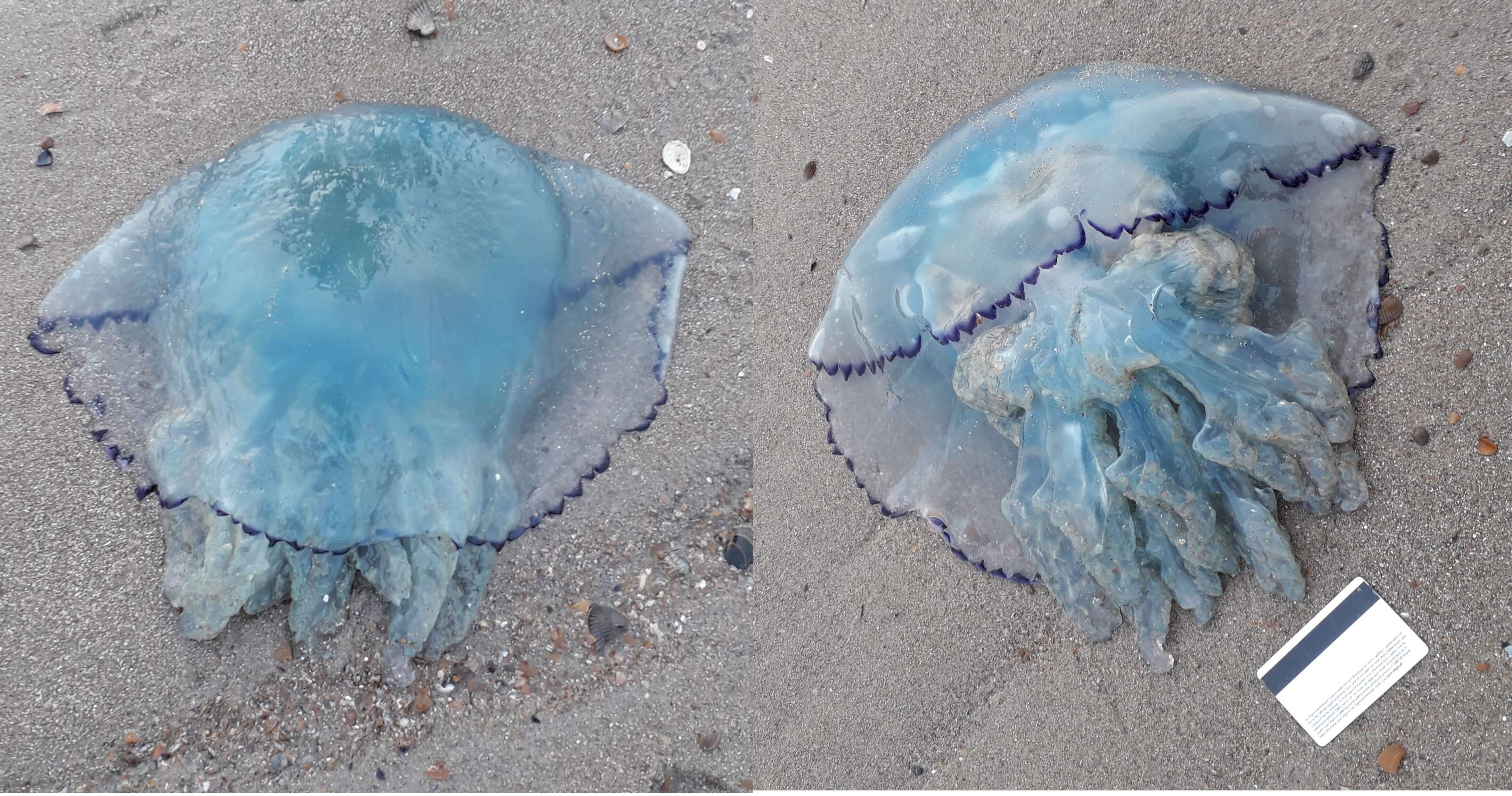 Image of barrel jellyfish