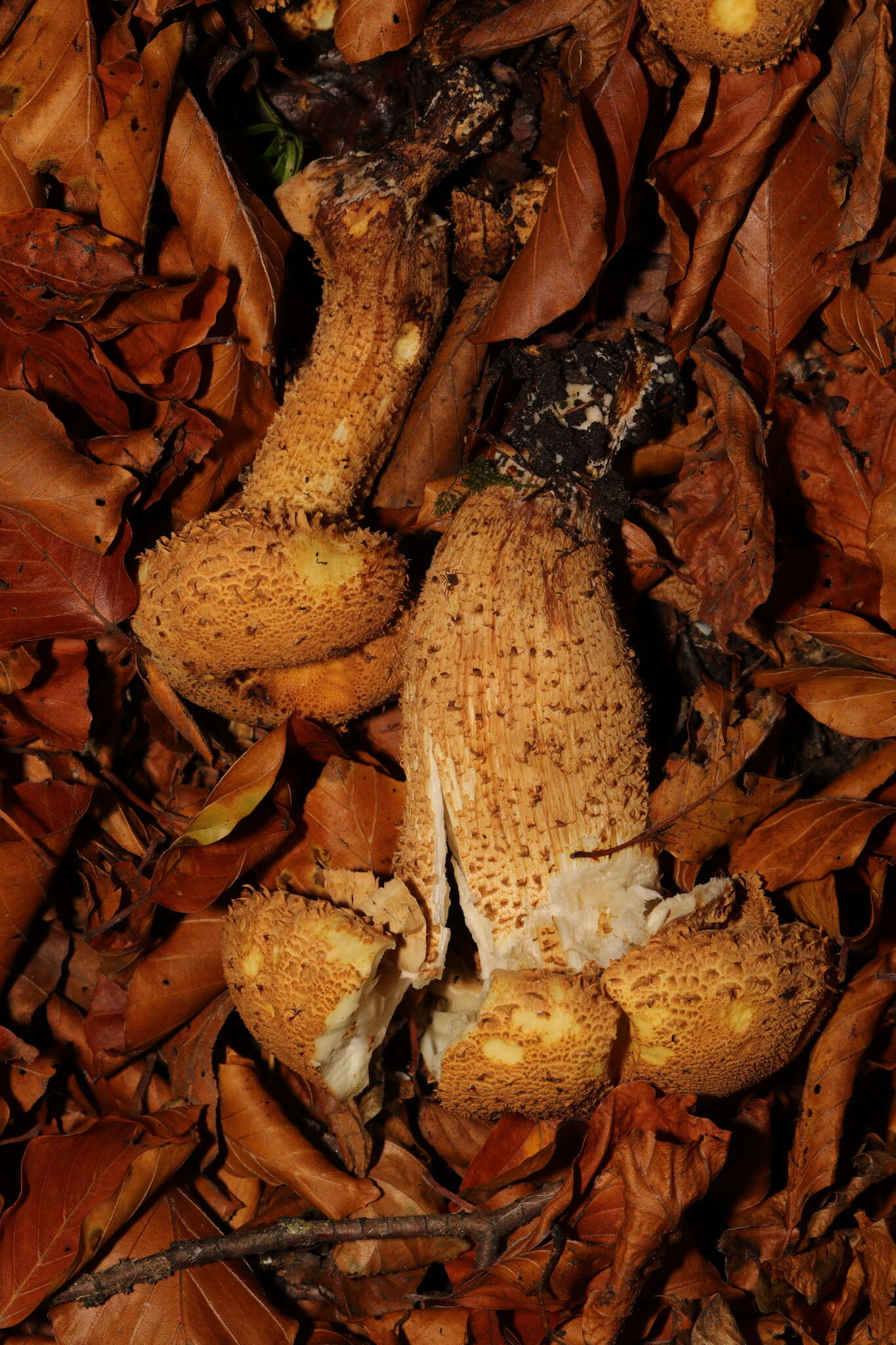 Pholiota squarrosa (Vahl) P. Kumm. 1871 resmi