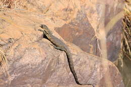 Image of Varanus niloticus