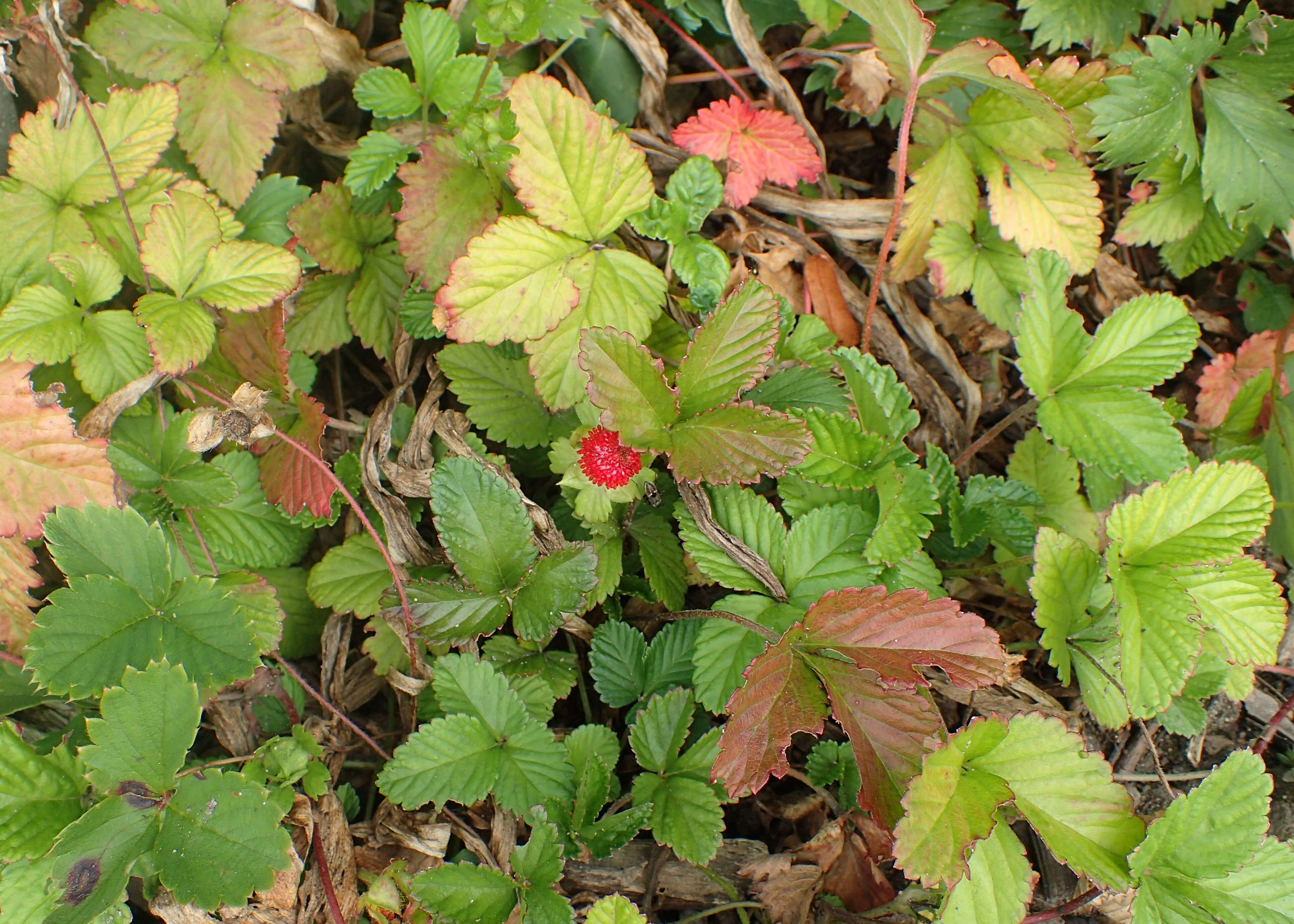 Image of beach strawberry