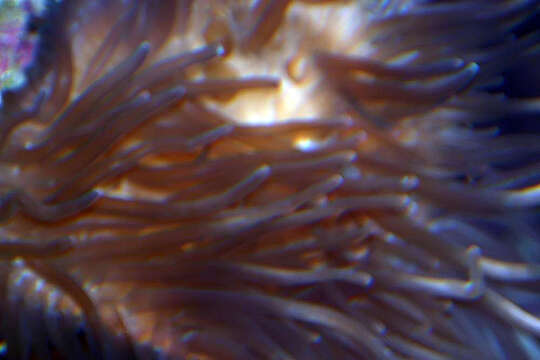 Image of Giant anemone